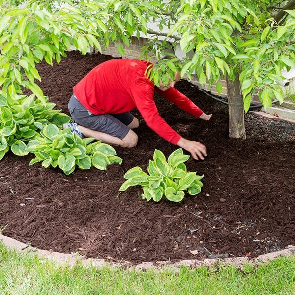 mulch installation not only enhances the aesthetic appeal of your garden, it also helps to create a neat and tidy appearance